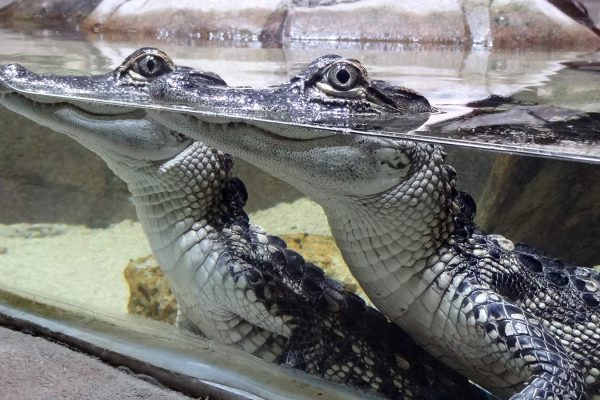Alligators à Biotropica