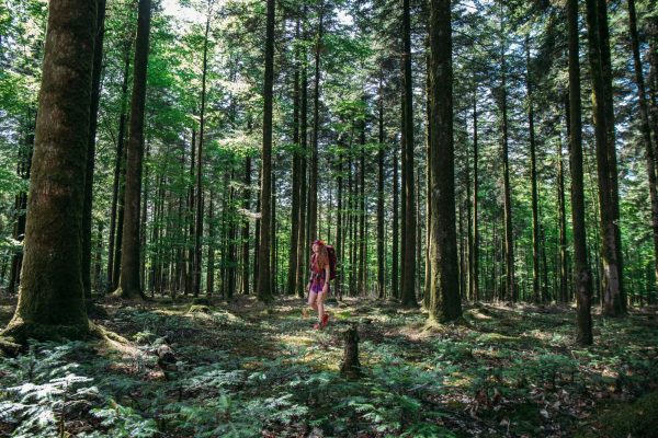 Sur le GR22 dans la foret d'Ecouves