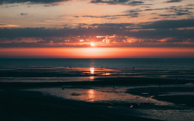 The Flowered Coast