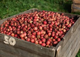 Pays d'Auge apples