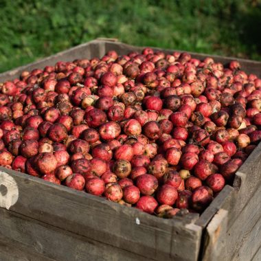 Pays d'Auge apples