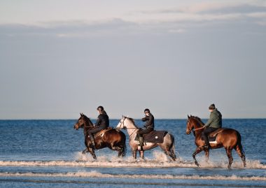 Chevaux les pieds dans l'eau à Deauville