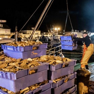 Déchargement de calles de coquilles Saint-Jacques