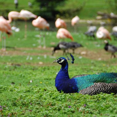 Parc de Clères