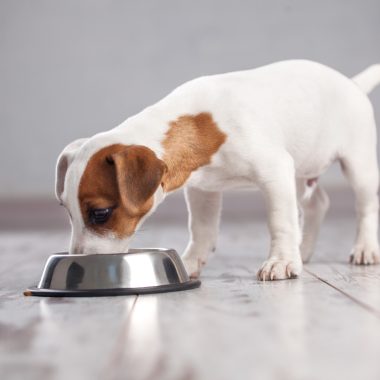 Chiot mangeant dans sa gamelle