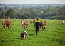 Vaches normandes