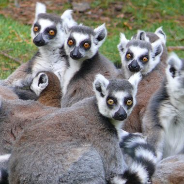Lémuriens au Zoo de Jurques