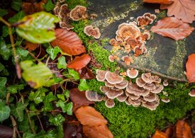Champignons et feuilles d'automne en Forêt de Bellême