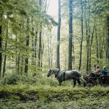 A horse-drawn carriage ride with Percheron horses