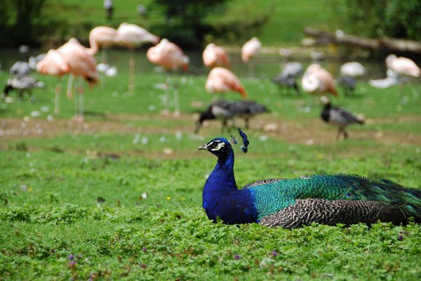 Parc de Clères