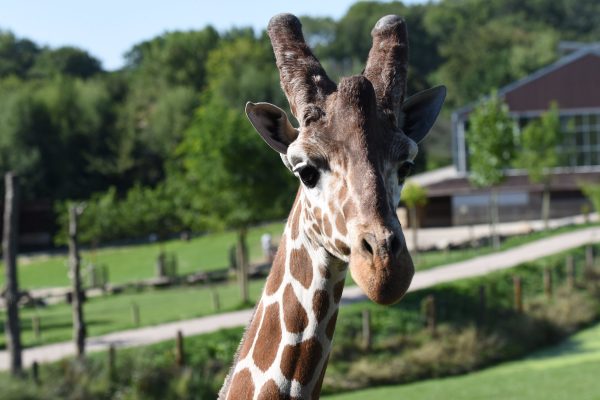 Girafe à Cerza