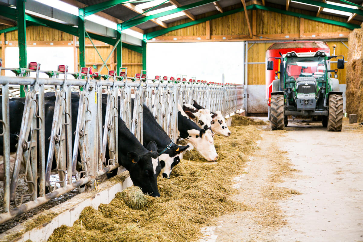Elevage vache laitière en Normandie - Fromagerie Durand à Camembert