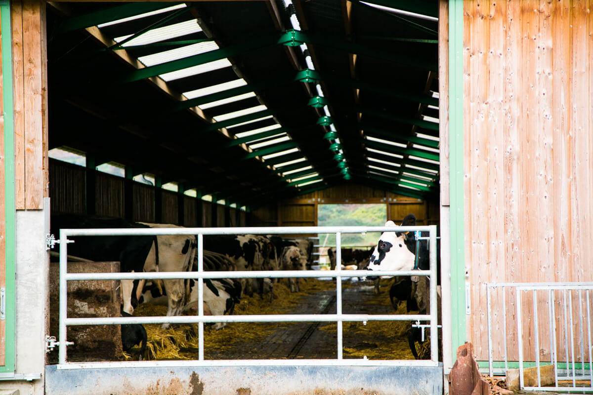 Elevage vache laitière en Normandie - Fromagerie Durand à Camembert