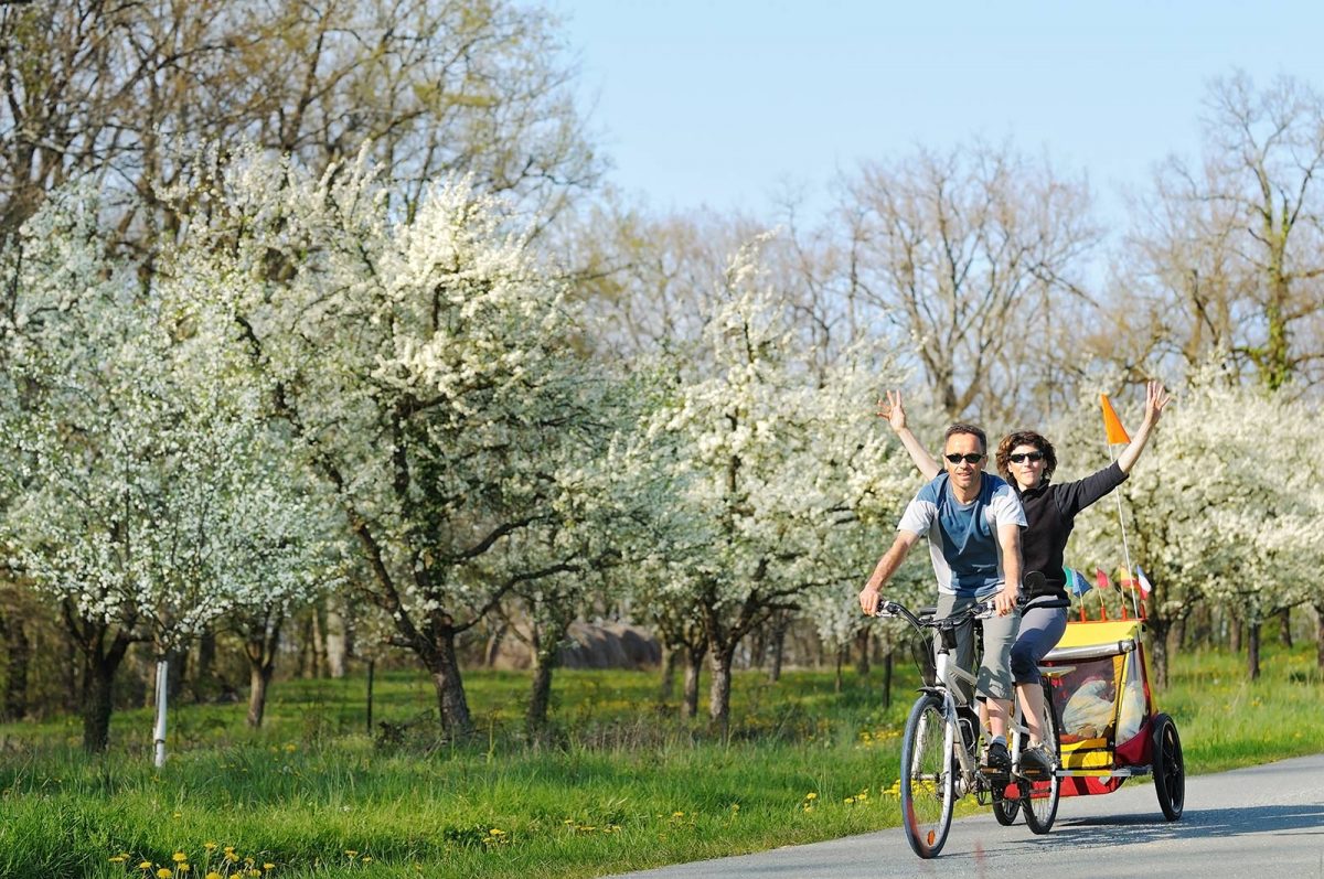 couple à vélo le long des pommiers en fleurs
