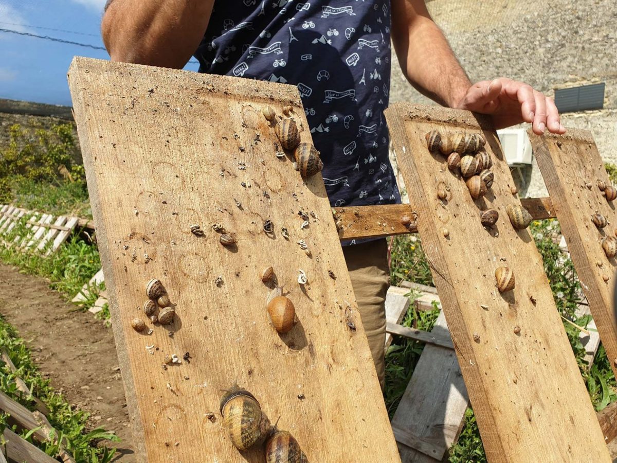 The Ferme de Vailly snail farm