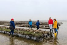 Oyster farm tours in the Bay of Veys