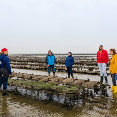 Oyster farm tours in the Bay of Veys