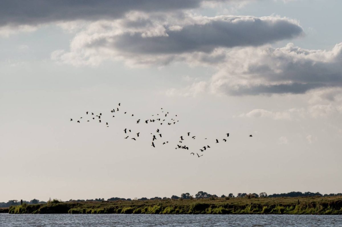 Birds flying over the marshes © Marie-Anaïs Thierry