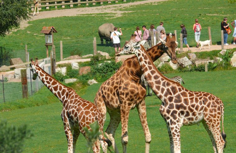 Girafes au parc Cerza près de Lisieux