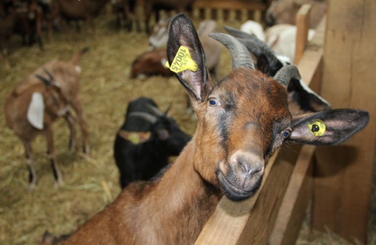 La Huberdière Goat Farm LIESVILLE-SUR-DOUVE : Normandy Tourism